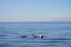 whale