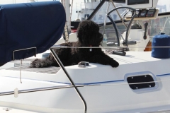 dogs on boat