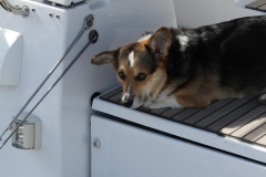 dogs on boat