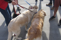 dogs at 2021 Jeanneau Rendezvous