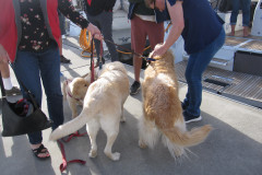 dogs at 2021 Jeanneau Rendezvous