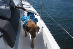 dog on boat